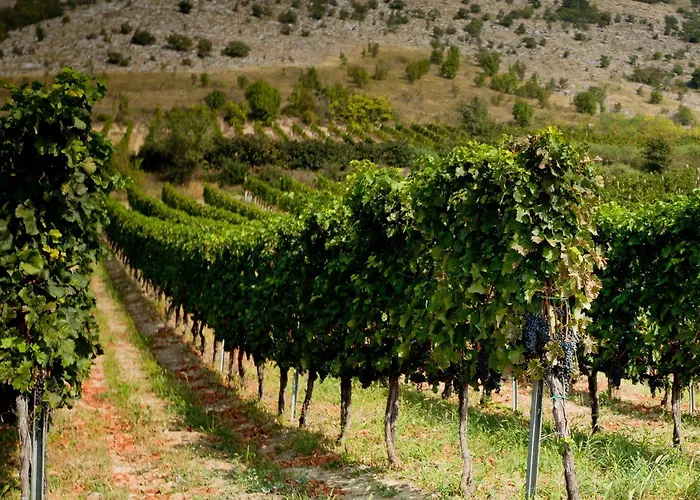 Diofa Panzio Bed & Breakfast