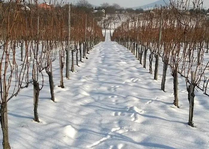 Diofa Panzio Bed & Breakfast 4*