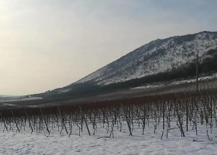 Diofa Panzio Villany